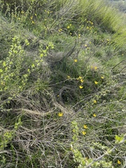Tulipa sylvestris biebersteiniana