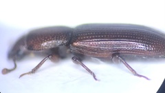 Rhizophagus ferrugineus