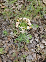 Collomia grandiflora