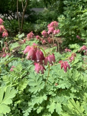 Dicentra eximia