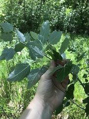 Populus alba