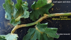 Puccinia heraclei
