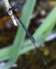 Prodasineura verticalis