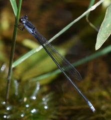 Pseudagrion pruinosum