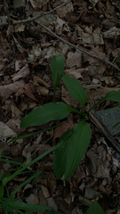 Allium ursinum