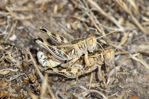 iNaturalist observation photo of Valley Grasshopper