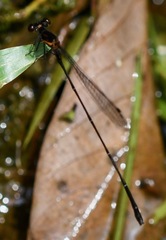 Prodasineura verticalis
