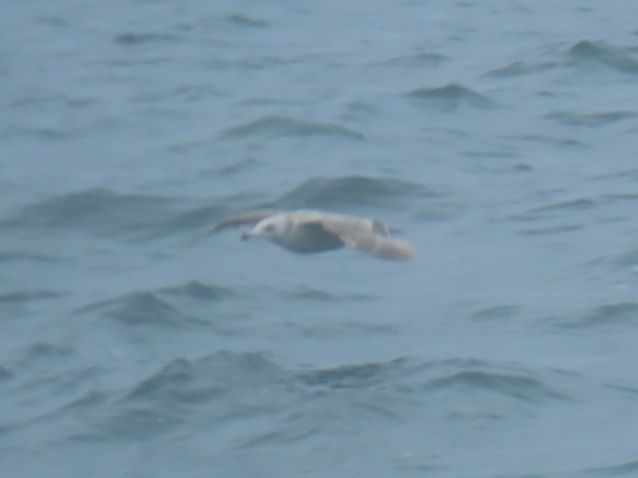 American Herring Gull