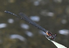 Prodasineura verticalis