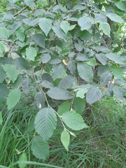 Ostrya carpinifolia