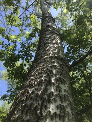 Populus alba