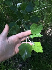Populus alba