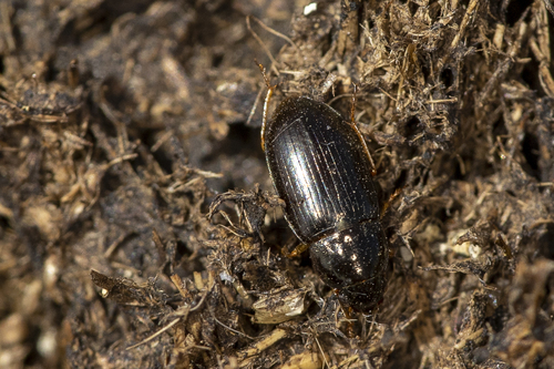iNaturalist observation photo of Sun Beetles