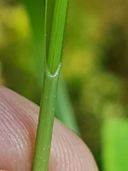 Carex wiegandii