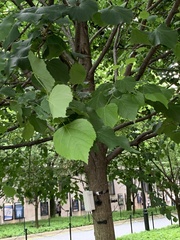 Tilia americana