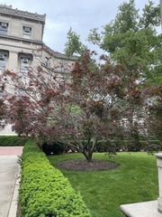 Acer palmatum