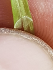 Carex wiegandii