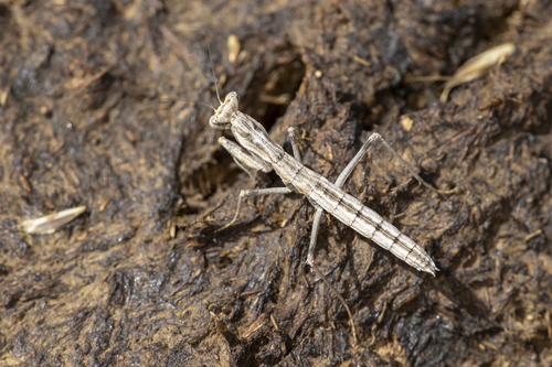 iNaturalist observation photo of Pacific Ground Mantis