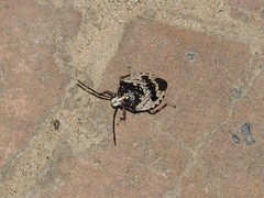 Antiteuchus melanoleucus