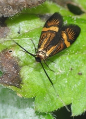Nemophora degeerella