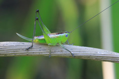 Conocephalus ochrotelus