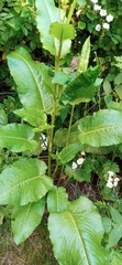 Rumex obtusifolius obtusifolius