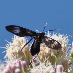 Phoeniostacta haematabasis