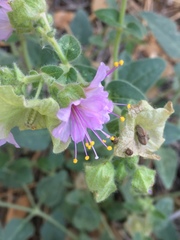 Mirabilis comata