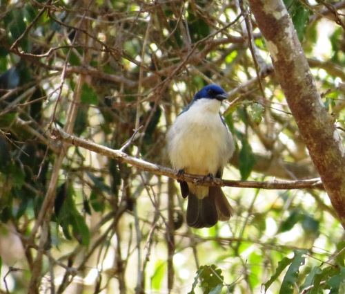 Cyanolanius madagascarinus