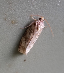 Phaecasiophora confixana