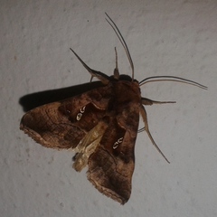 Enigmogramma admonens