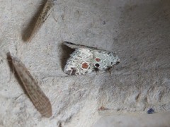 Maliattha concinnimacula