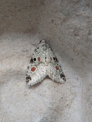 Maliattha concinnimacula