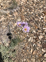 Erigeron argentatus