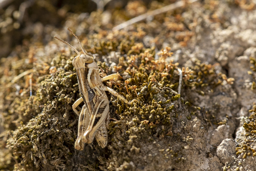 iNaturalist observation photo of Short-horned Grasshoppers