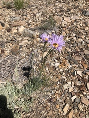 Erigeron argentatus