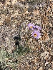 Erigeron argentatus