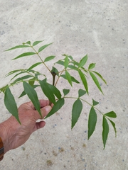Fraxinus angustifolia oxycarpa