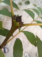 Fraxinus angustifolia oxycarpa