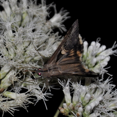 Melipotis bisinuata