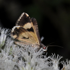 Melipotis bisinuata