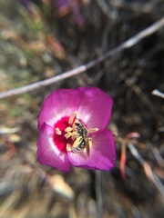 Lasioglossum sisymbrii