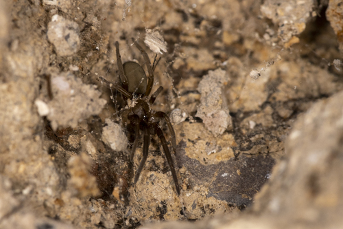 iNaturalist observation photo of Kukulcania