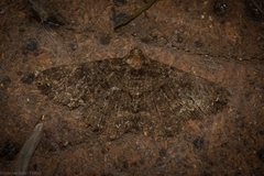 Paradromulia ambigua