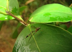 Hymenoptera