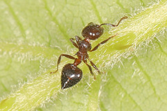 Crematogaster lineolata