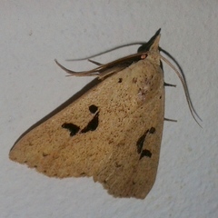 Rhosologia tripuncta