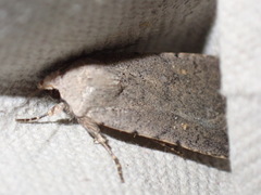 Caradrina flavirena