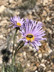 Acmaeodera hepburnii