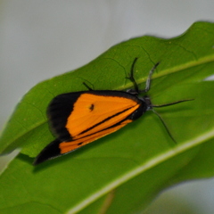 Paratype univitta